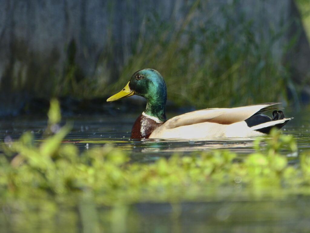 Steckborn, May & July 2023