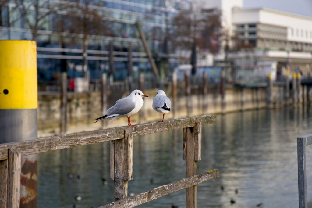 Friedrichshafen, January 2026