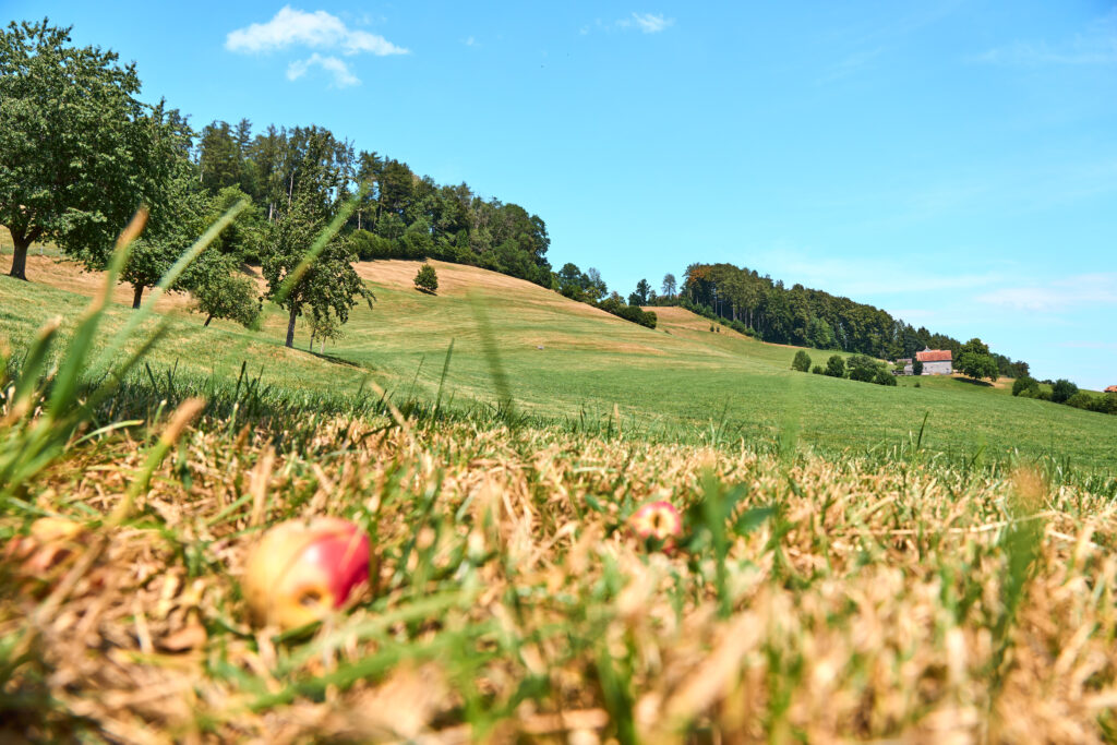 Herisau in July 2026